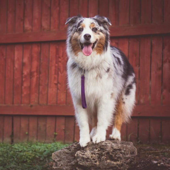 Tab Leash Blue-9 Pet Products