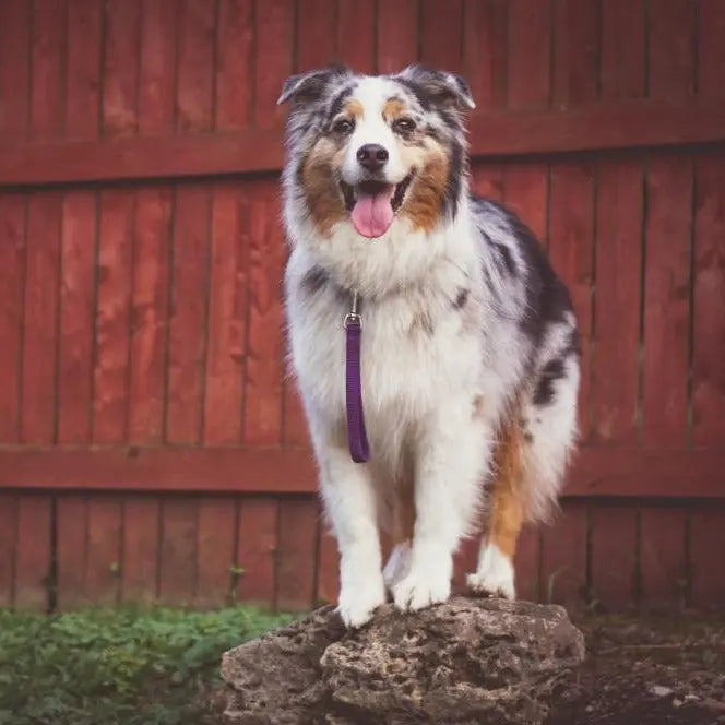 Tab Leash Blue-9 Pet Products