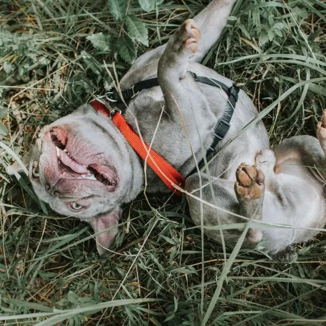 Tab Leash Blue-9 Pet Products