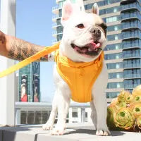Luxe Harness - Palma Pawmigo