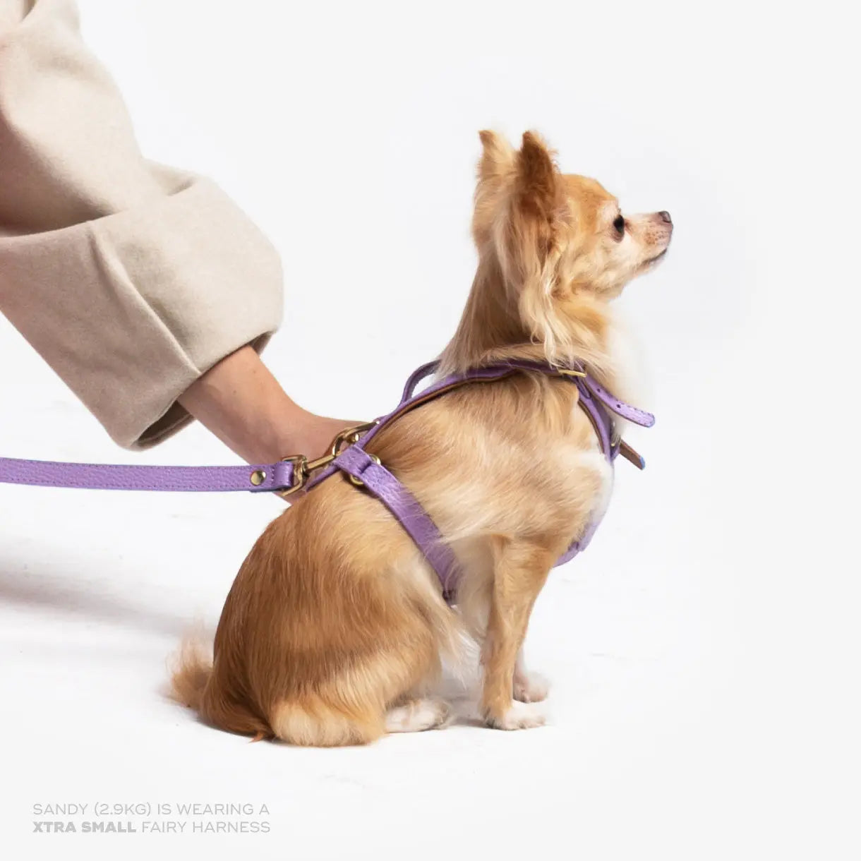 Fairy Heritage Harness Ramona For You