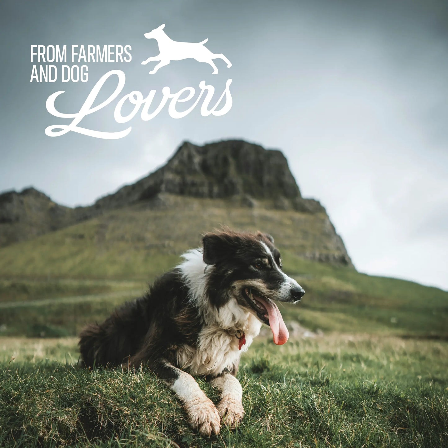 BAFFS NATURALS All-Natural Premium Lamb Lung Biscuits – 2 Pack (4oz Each) American Pet Supplies