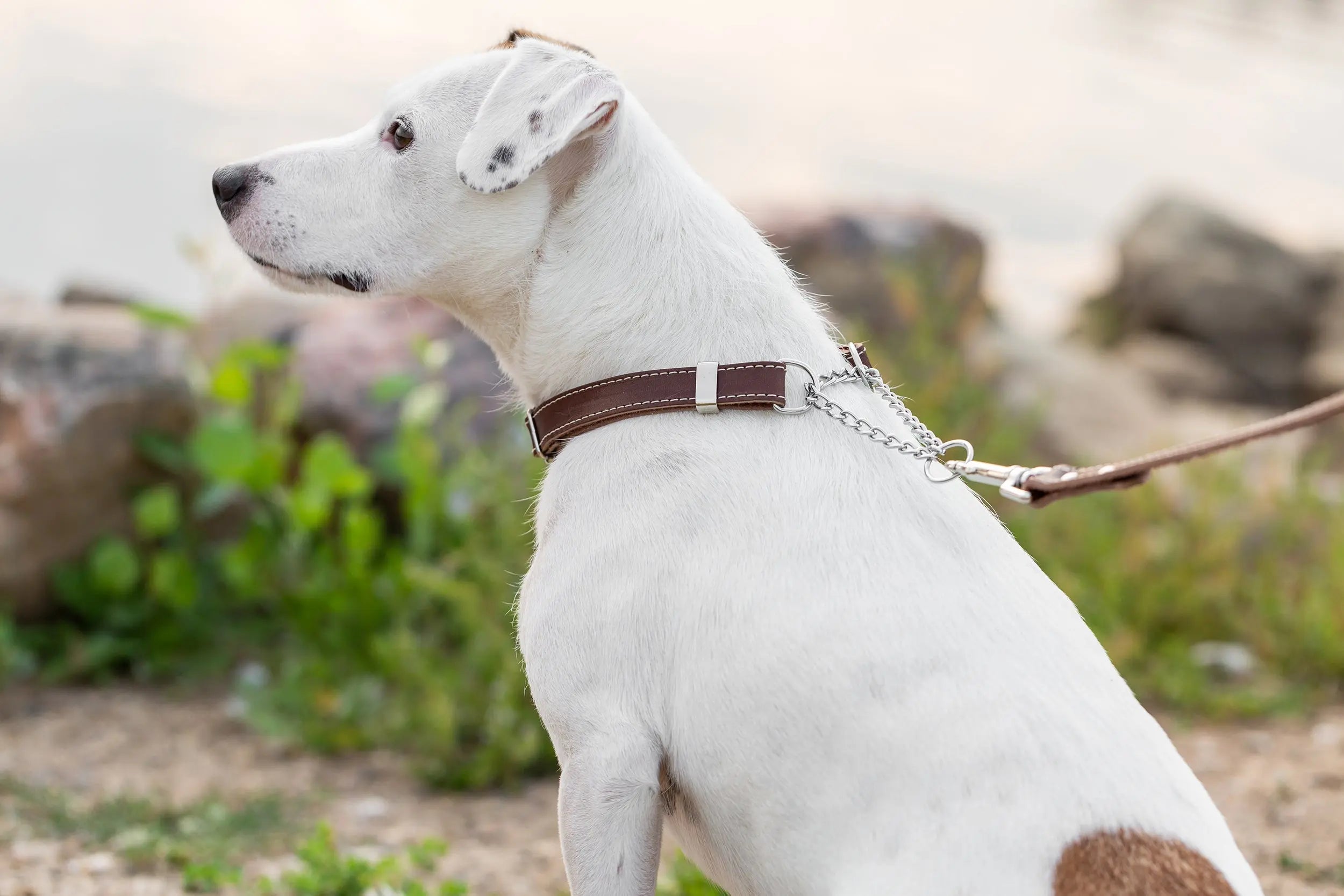 Martingale Chocolate Leather Dog Collar Euro-Dog Collars and Leads