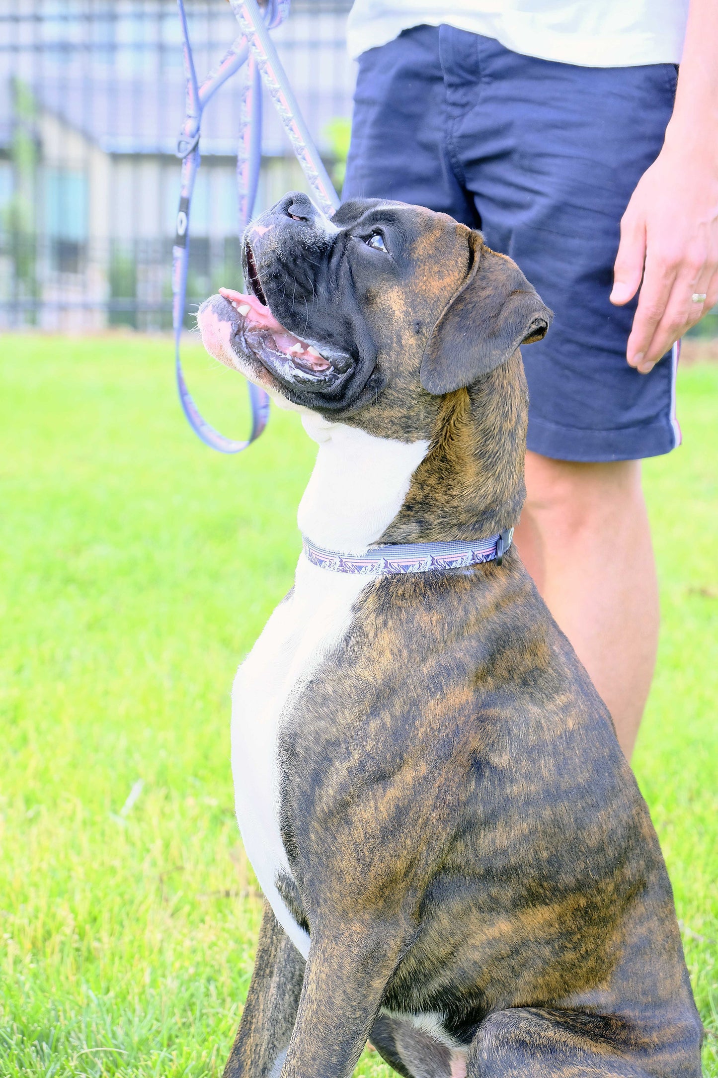 Outdoor Style Mountain Sunset Nylon Dog Collar Euro-Dog Collars and Leads