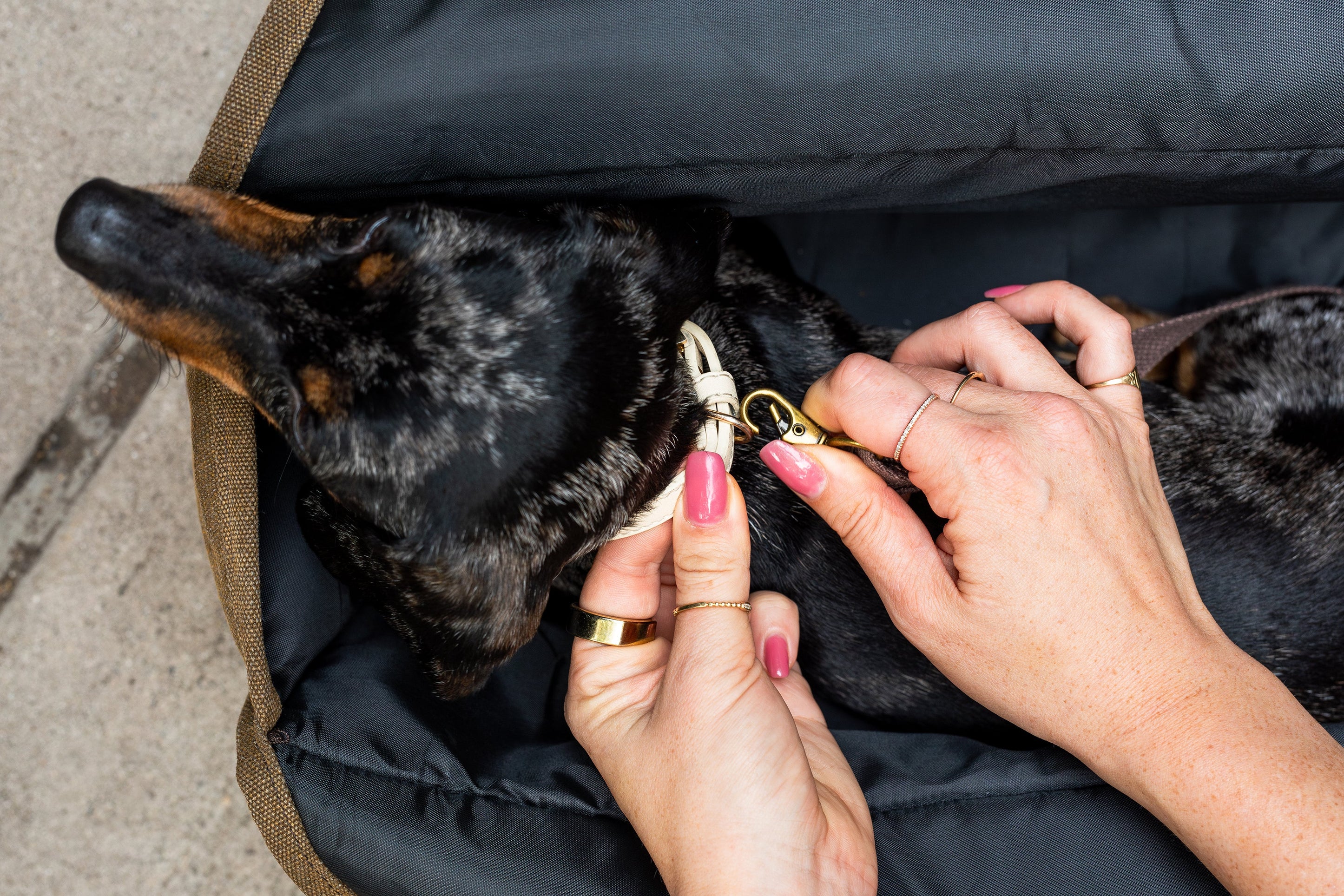 The Daily Carrier—Packable Luxury for Life on the Go by BESPOKE PAWS