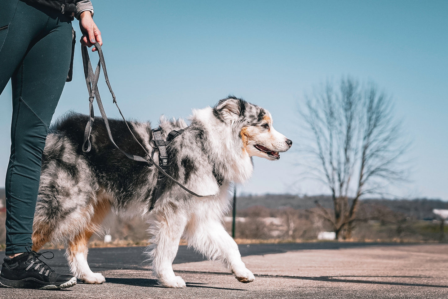 Reflective Multi-Function Leash Blue-9 Pet Products