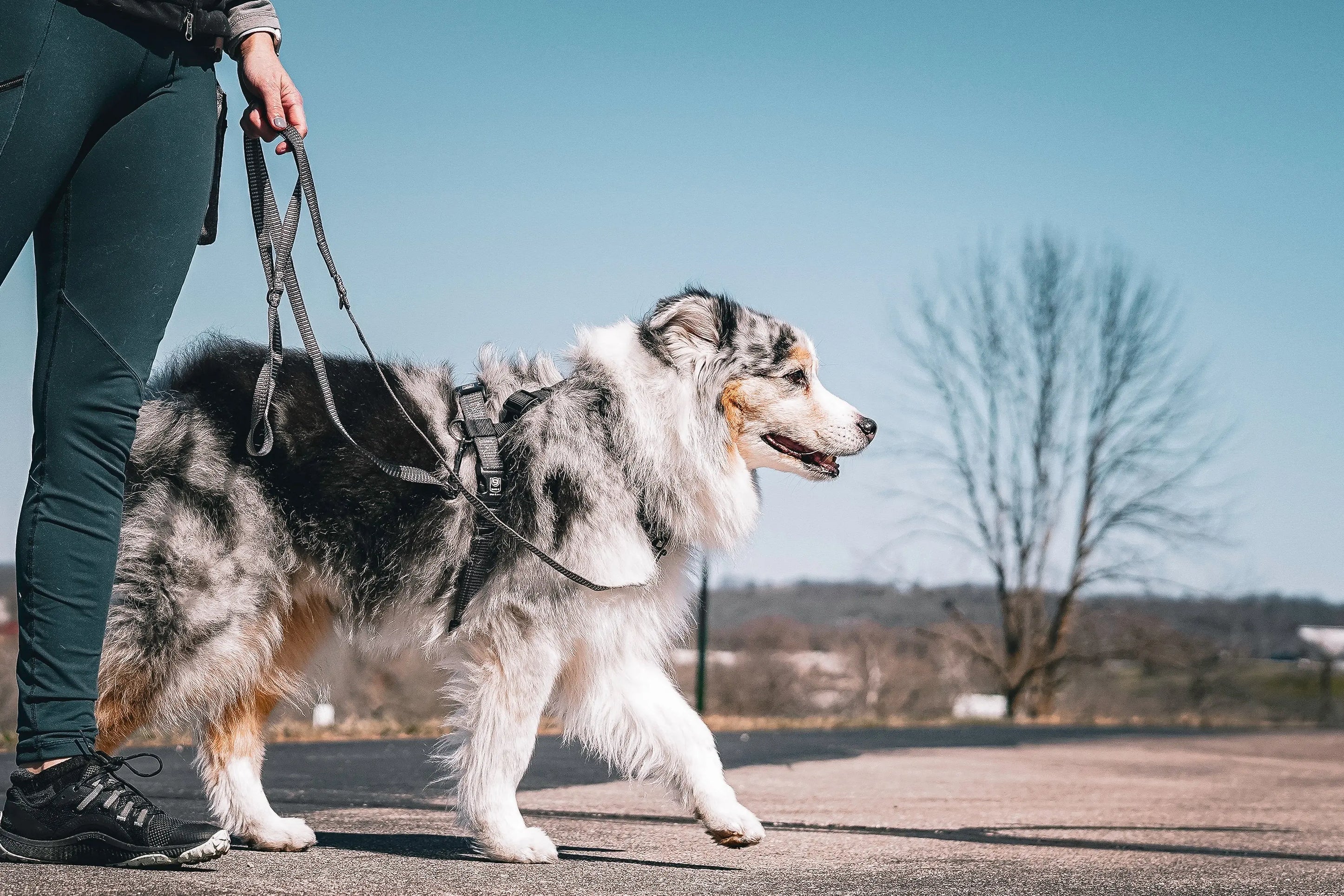 Reflective Multi-Function Leash Blue-9 Pet Products