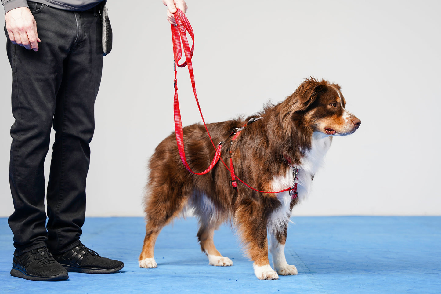 Reflective Multi-Function Leash Blue-9 Pet Products