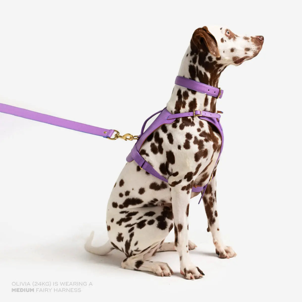Fairy Heritage Harness Ramona For You