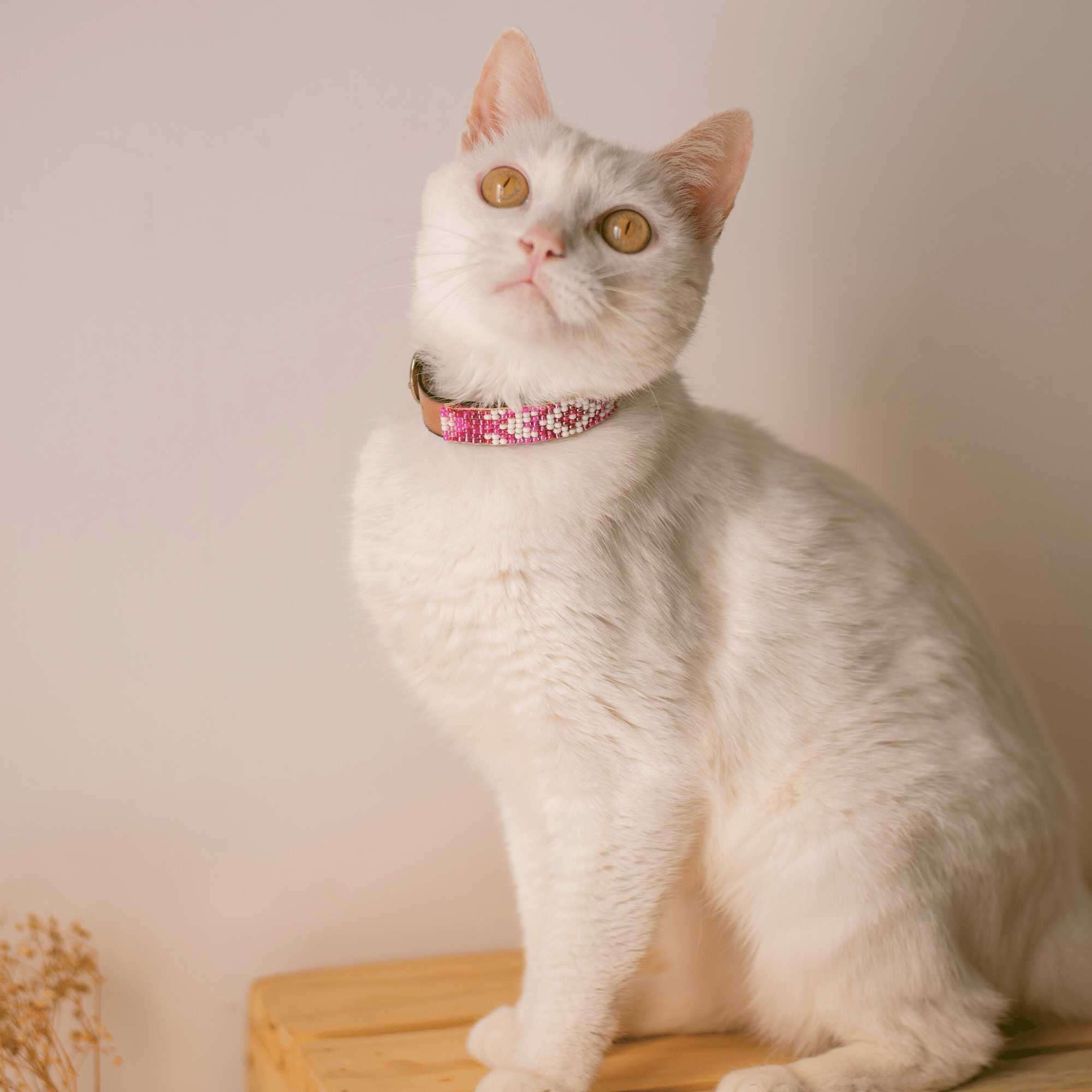 Melrose Sambboho cat collar