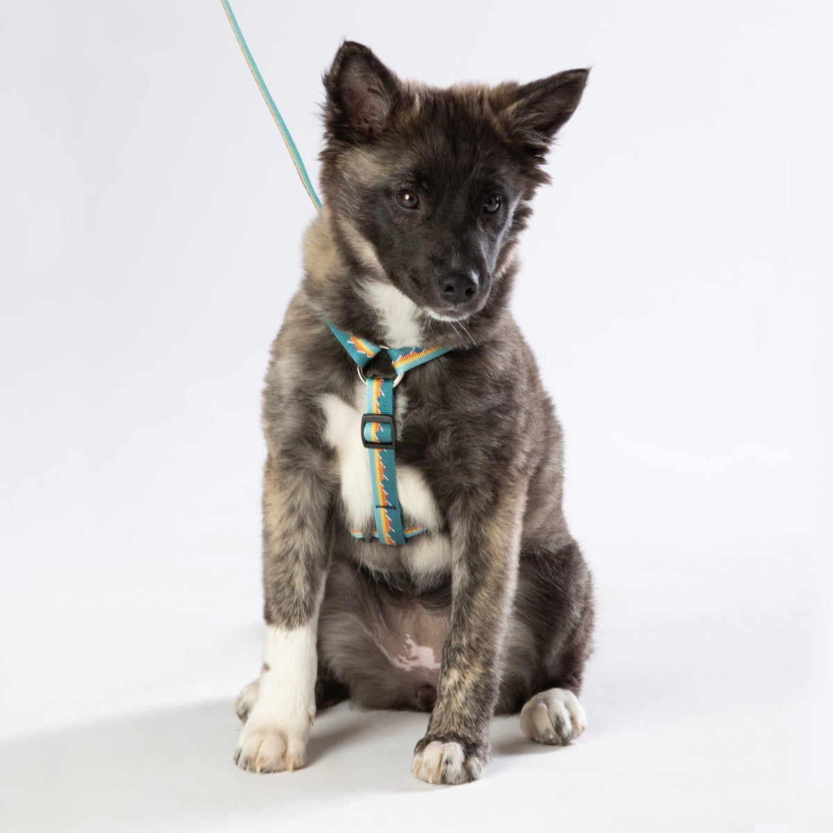 Escape Free Dog Harness 1''