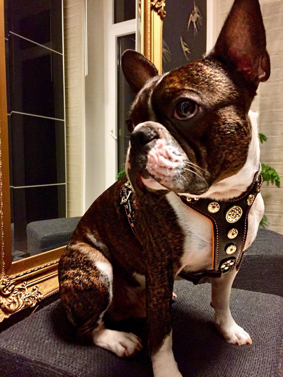 Bestia Bijou Leather Dog Harness – Black & Orange, Small–Medium Dogs