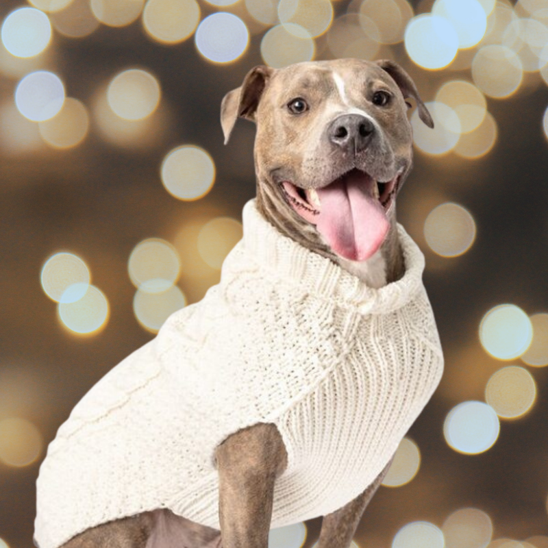 Natural Cable Knit Dog Sweater