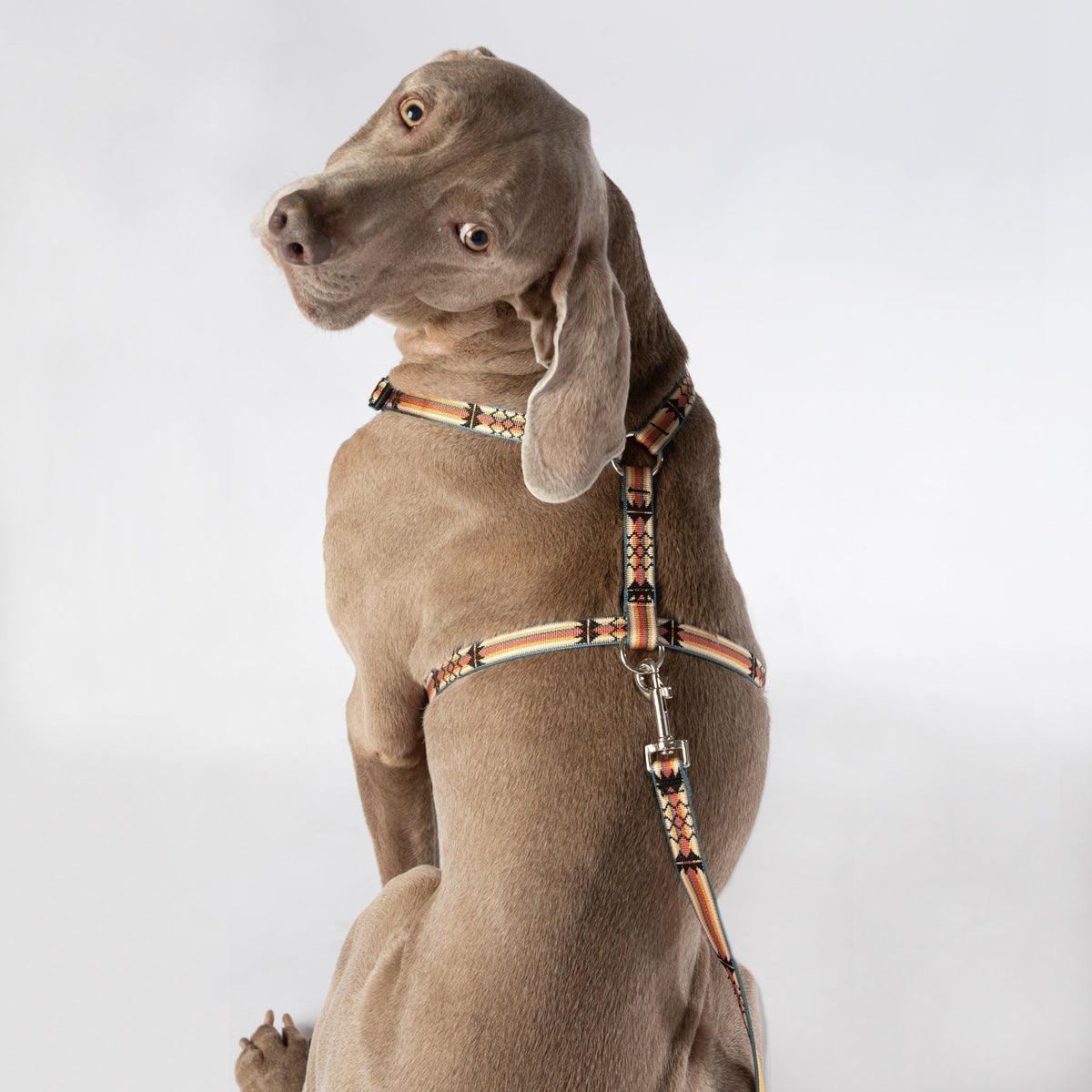 Escape Free Dog Harness 3/4''