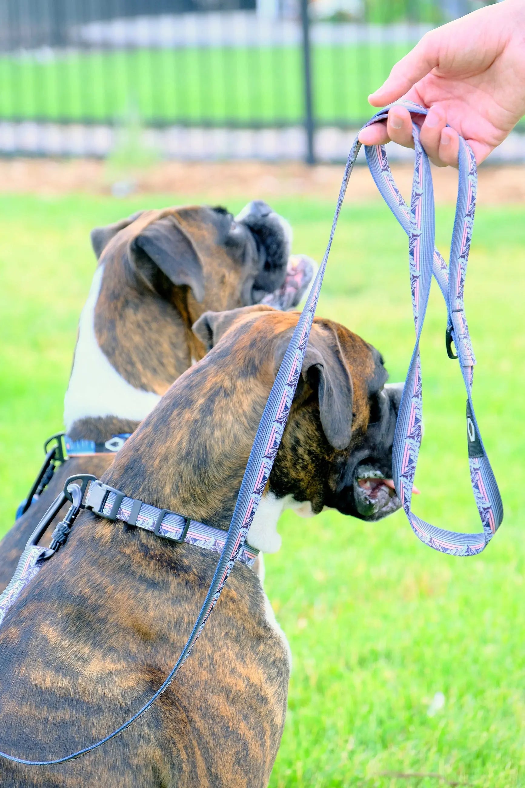Outdoor Style Frozen Forest Nylon Step In Dog Harness Euro-Dog Collars and Leads