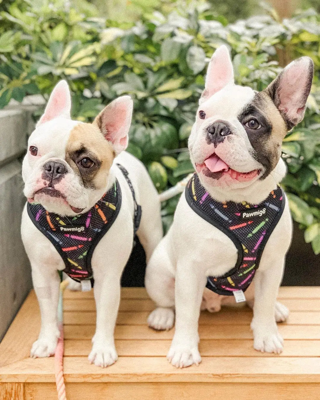 Teacher's Pet Reversible Harness Pawmigo