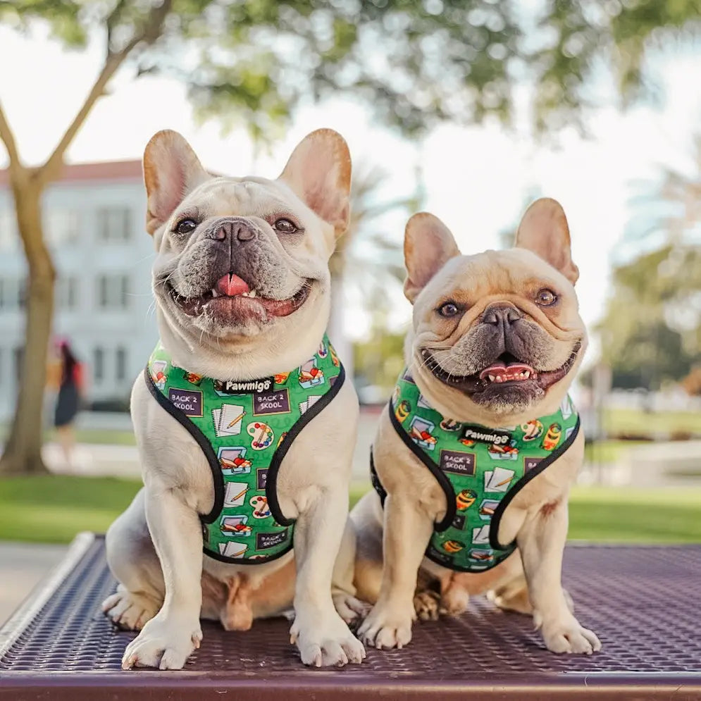 Teacher's Pet Reversible Harness Pawmigo