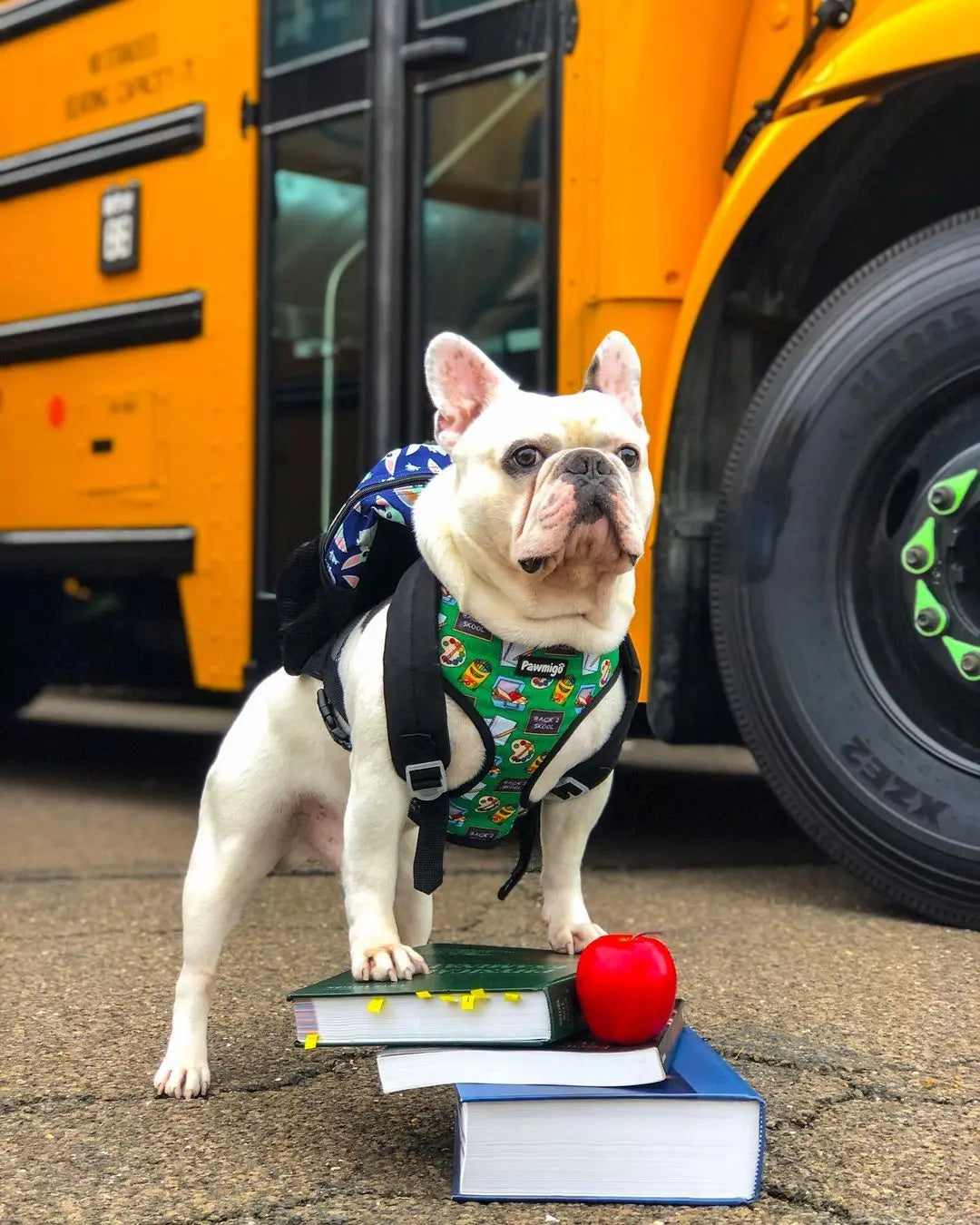 Teacher's Pet Reversible Harness Pawmigo