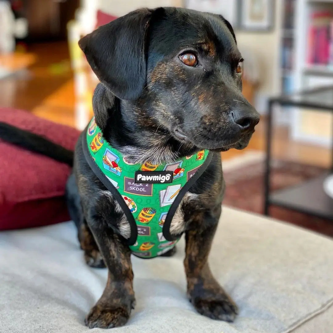 Teacher's Pet Reversible Harness Pawmigo