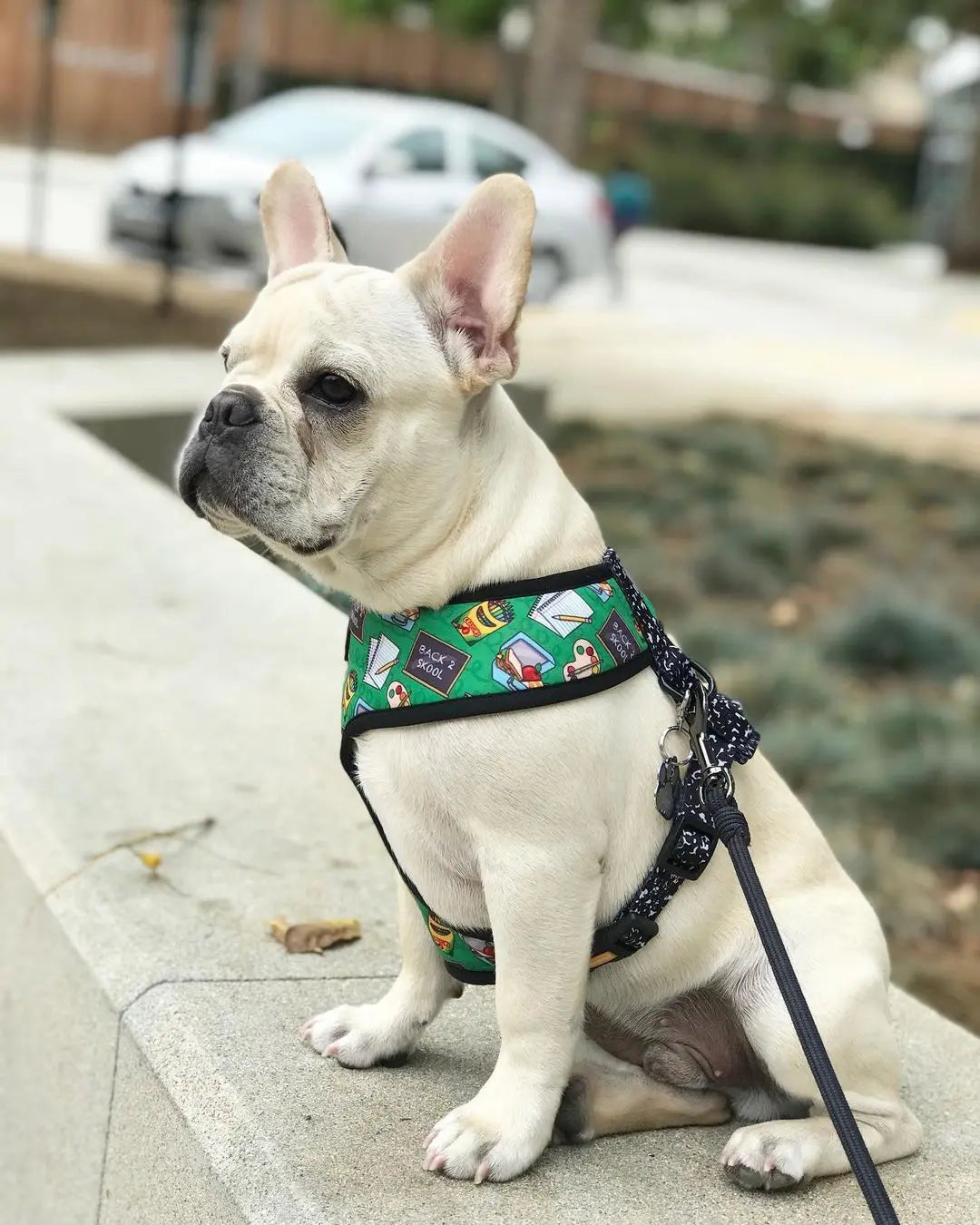 Teacher's Pet Reversible Harness Pawmigo