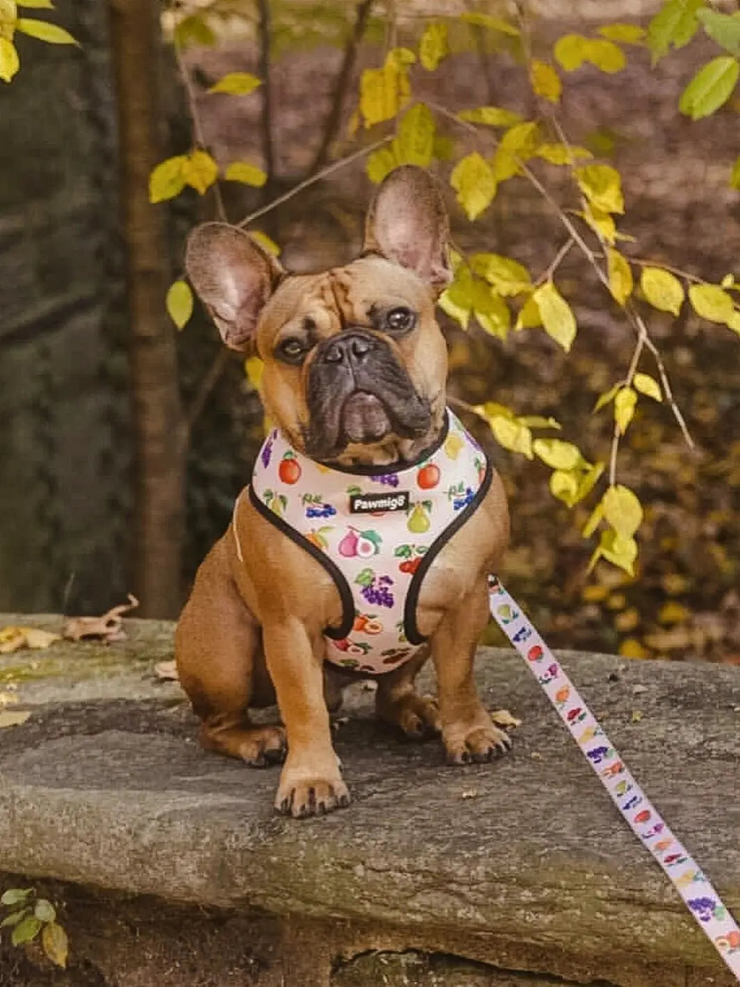 Frootie Patootie Leash Kit Pawmigo