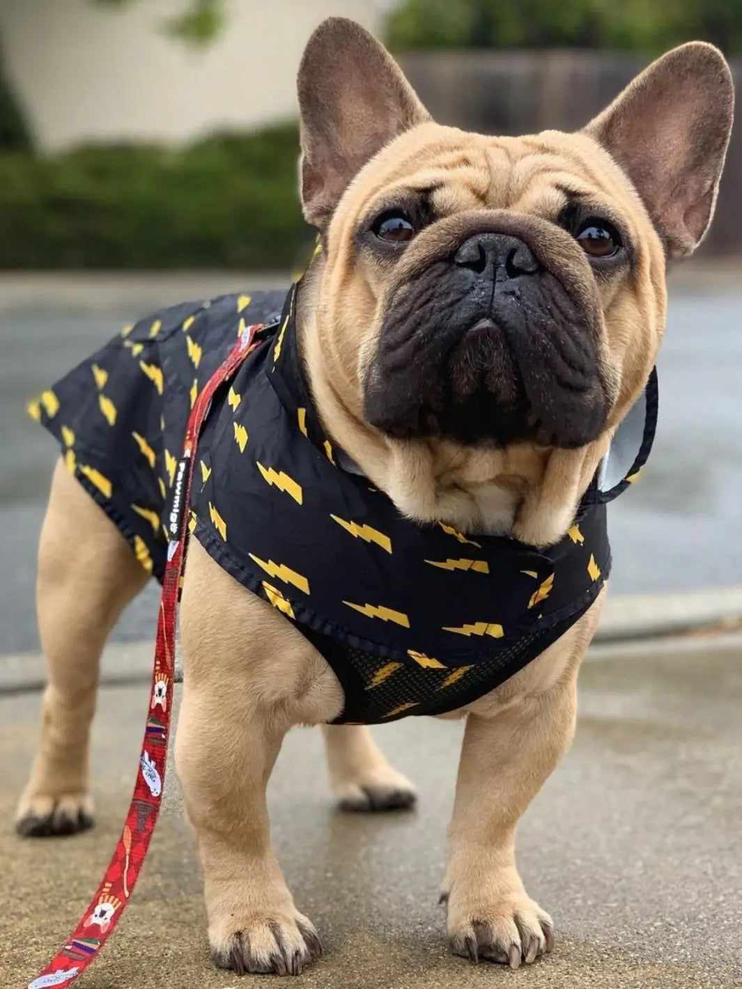Pawgwarts Poncho Pawmigo