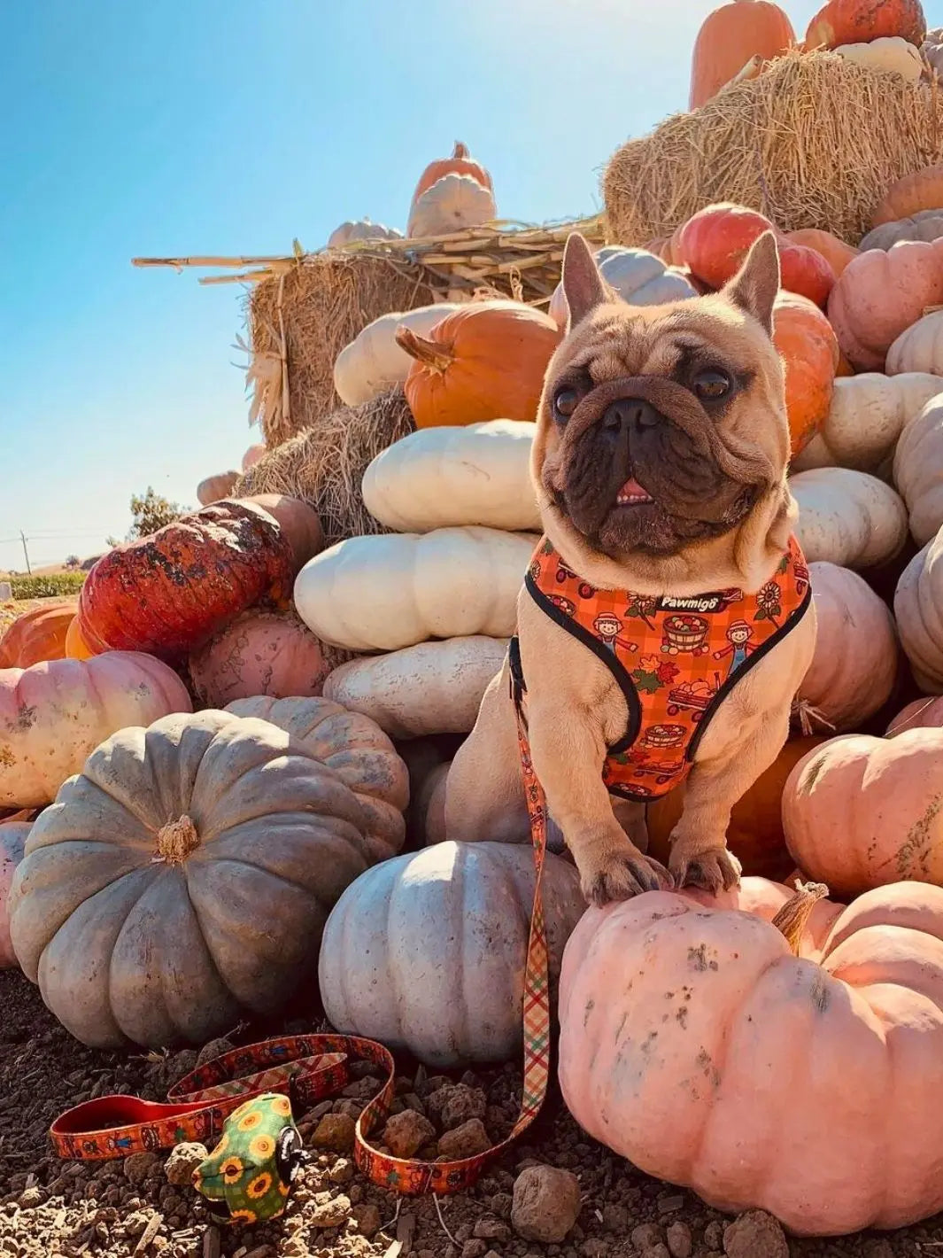 Pupkin Patch Leash Kit Pawmigo