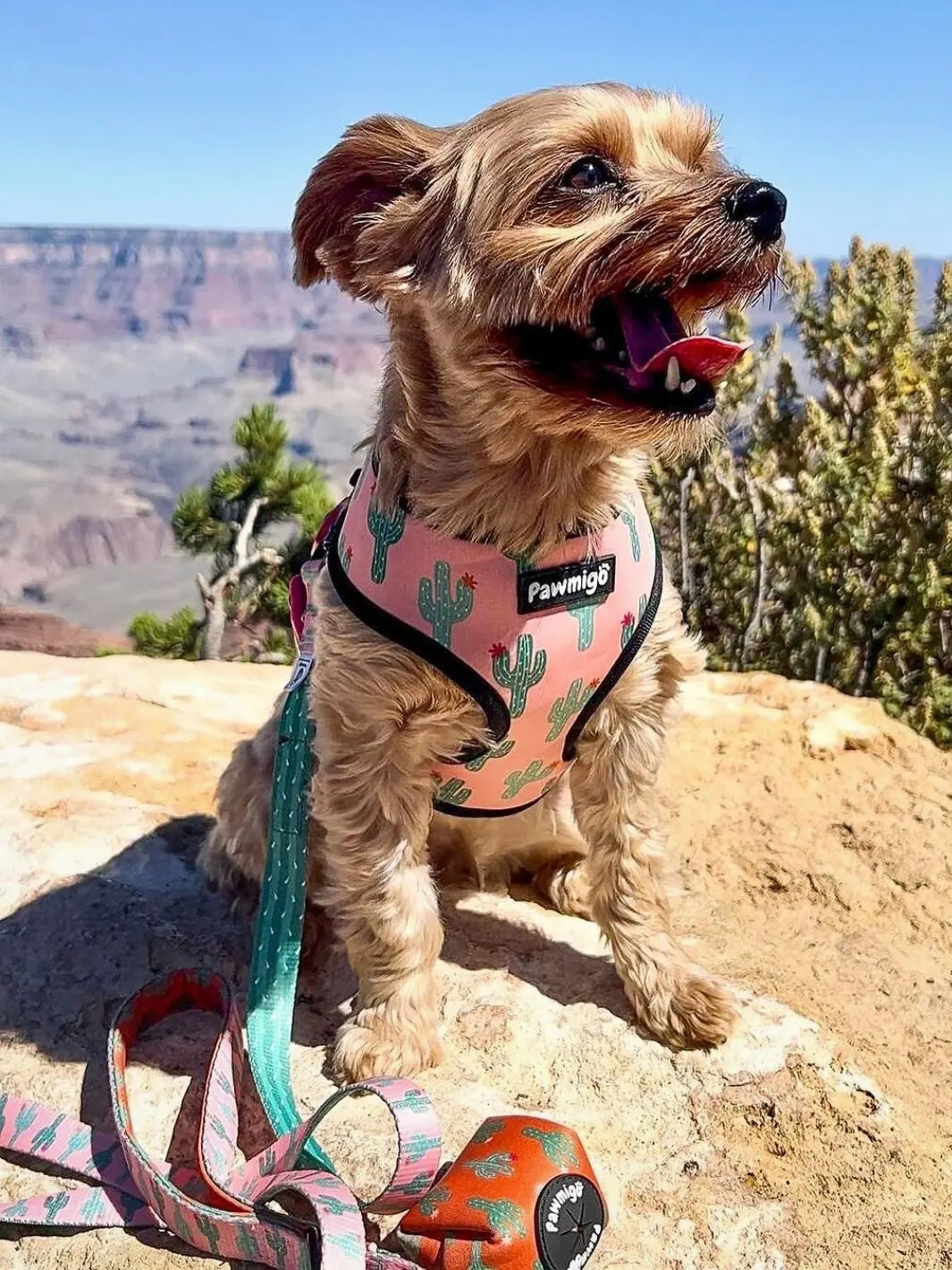 Succa For You Reversible Harness Pawmigo