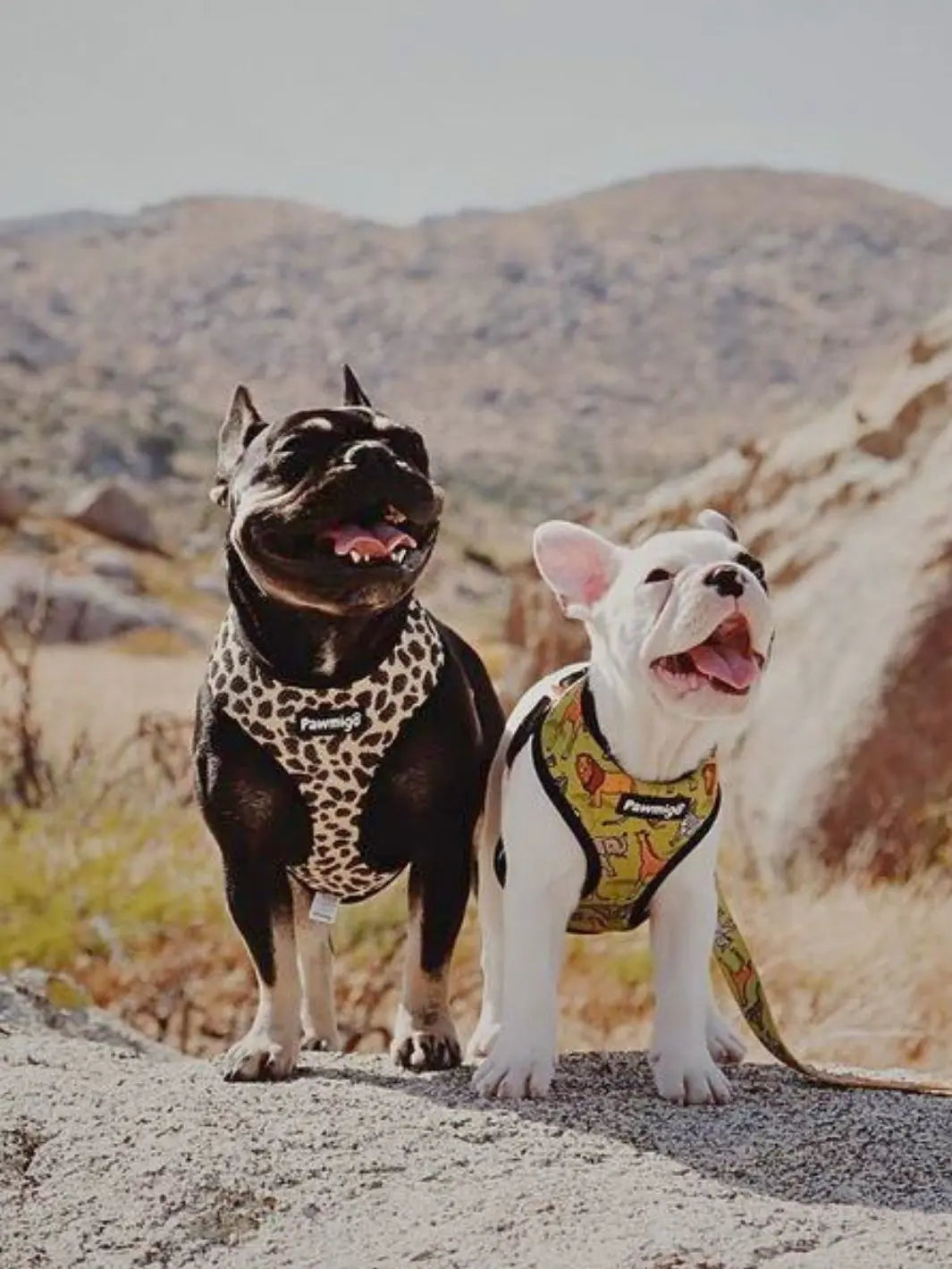 Wild Thing Leash Kit Pawmigo