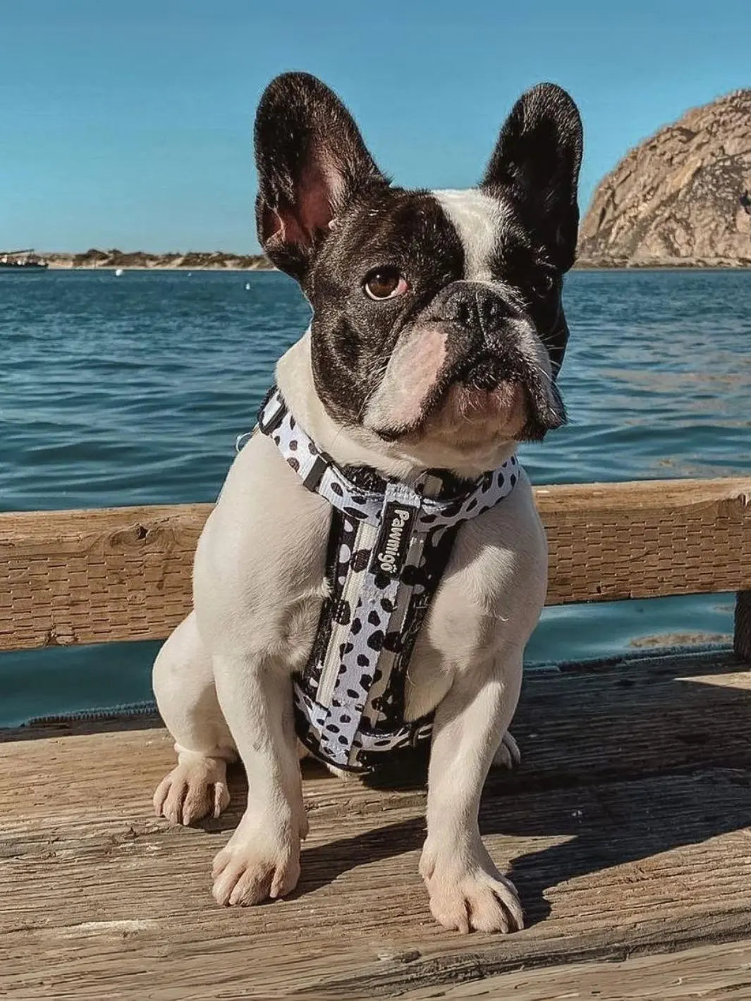 Polka Dog X-Fit Harness Pawmigo