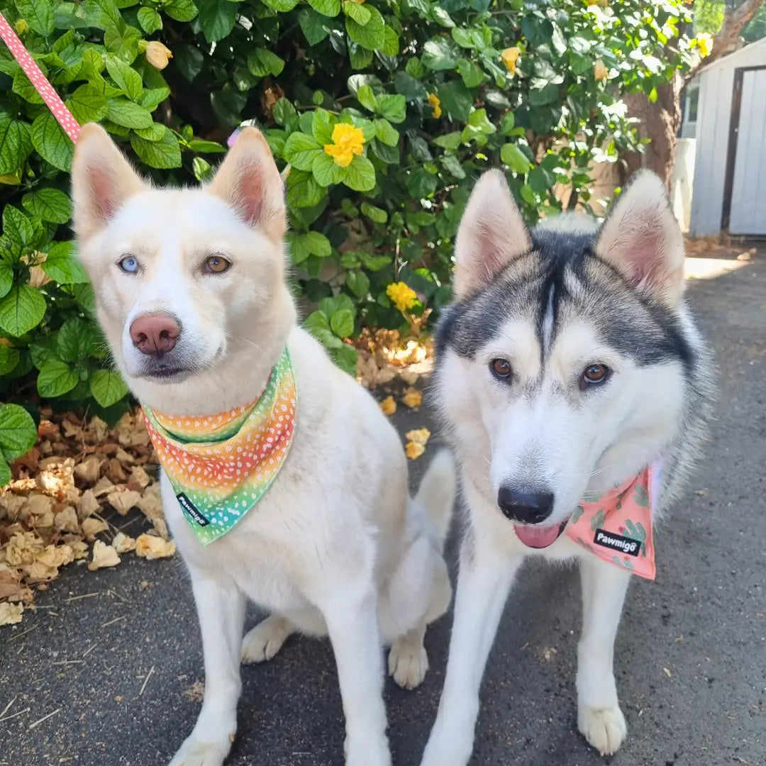 Chasing Rainbows Cooling Bandana Pawmigo