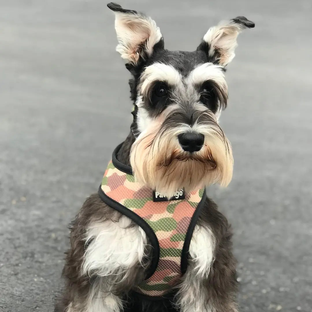Jurassic Bark Reversible Harness Pawmigo