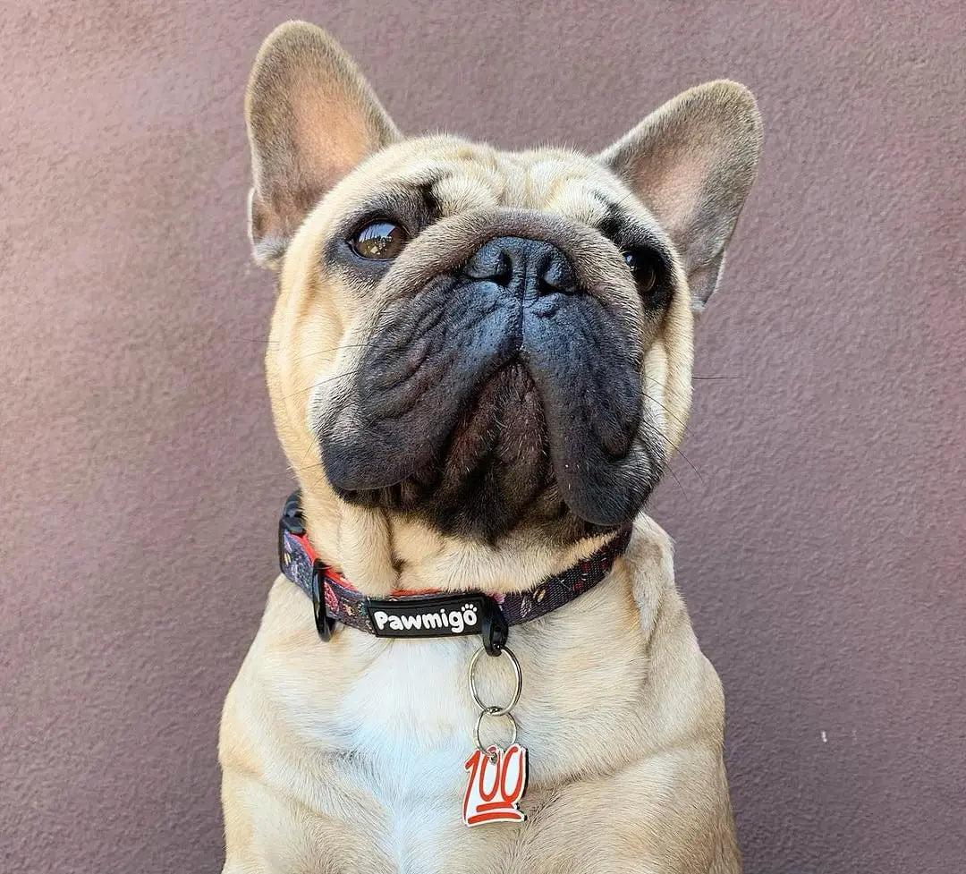 May Flowers Collar Pawmigo