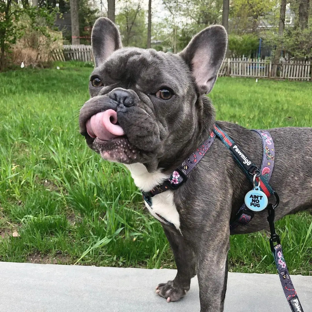 May Flowers Free-Fit Harness Pawmigo