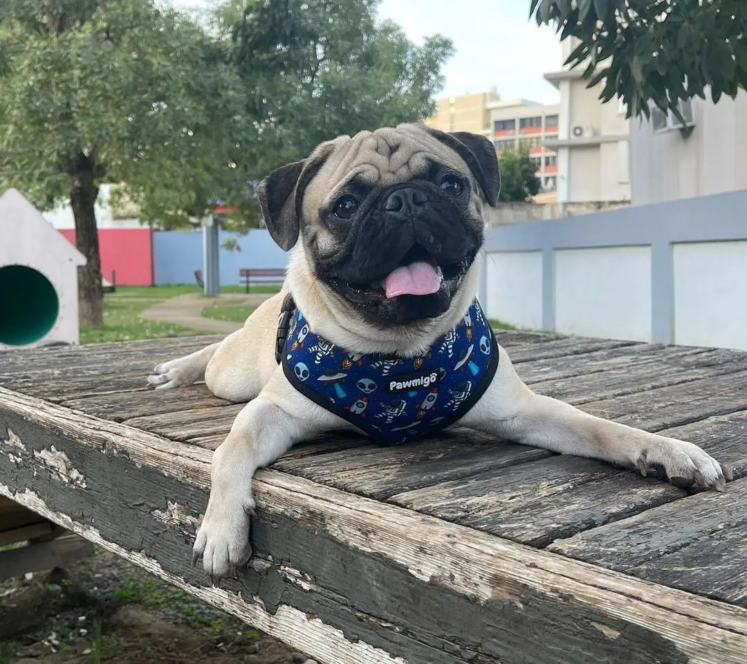 Extra-Furrestrial Reversible Harness Pawmigo