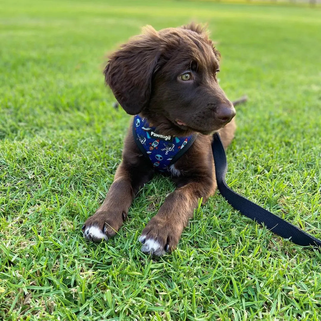 Extra-Furrestrial Reversible Harness Pawmigo