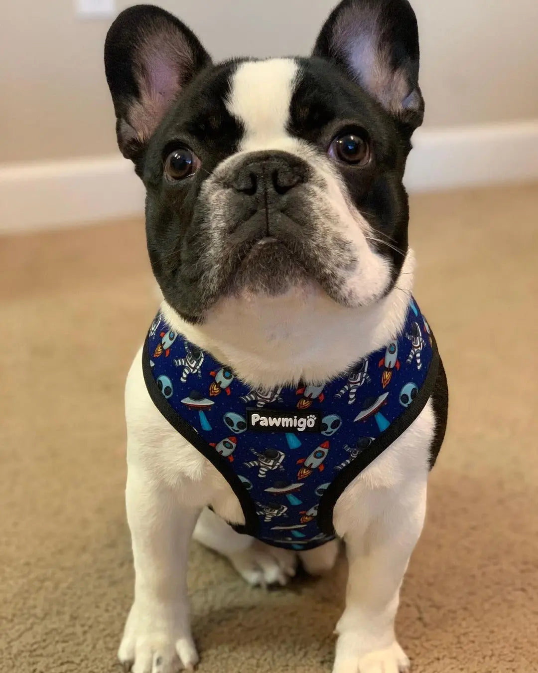 Extra-Furrestrial Reversible Harness Pawmigo