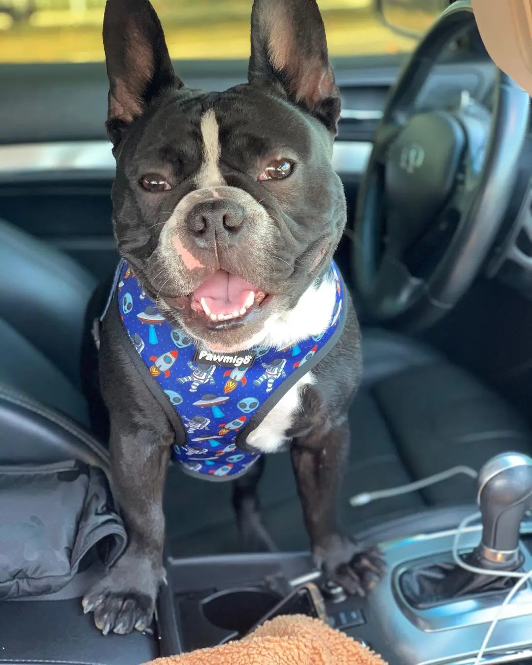 Extra-Furrestrial Reversible Harness Pawmigo