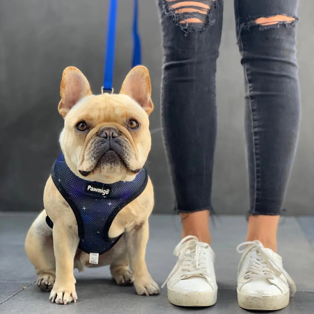 Extra-Furrestrial Reversible Harness Pawmigo