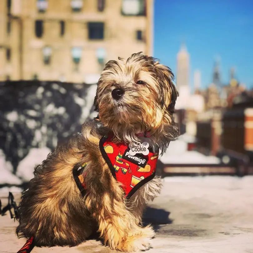 Taco Tuesday Reversible Harness Pawmigo