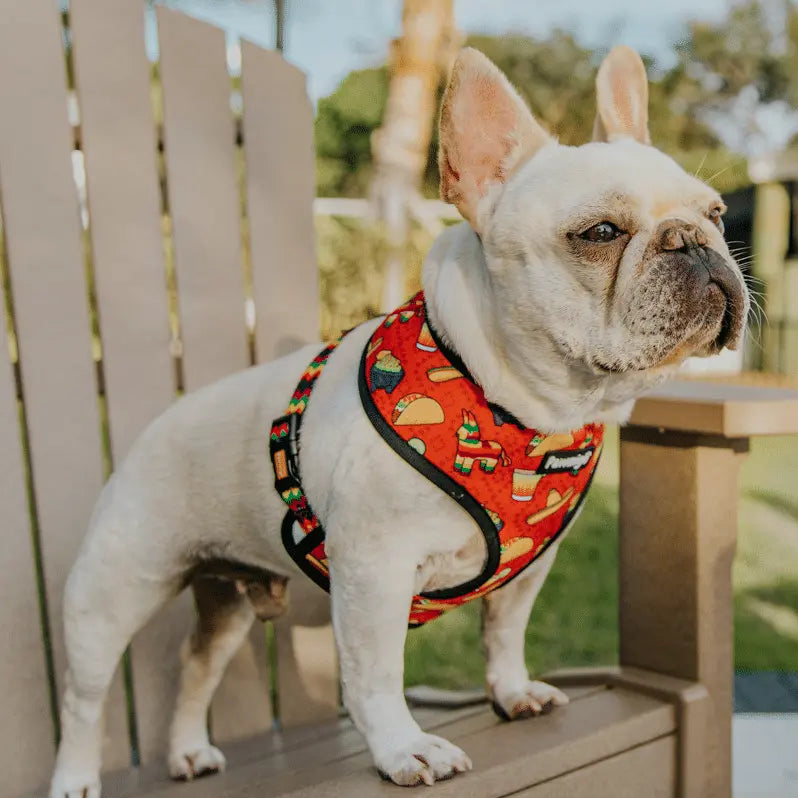 Taco Tuesday Reversible Harness Pawmigo