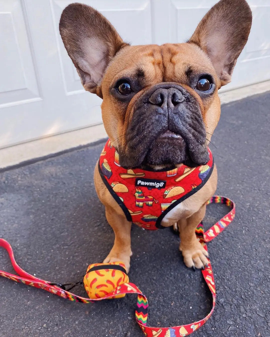 Taco Tuesday Reversible Harness Pawmigo