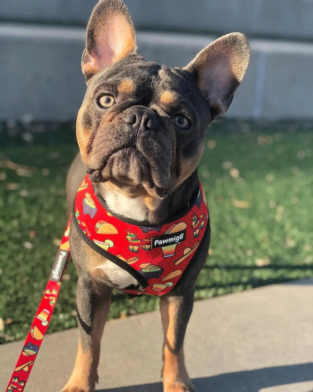 Taco Tuesday Reversible Harness Pawmigo