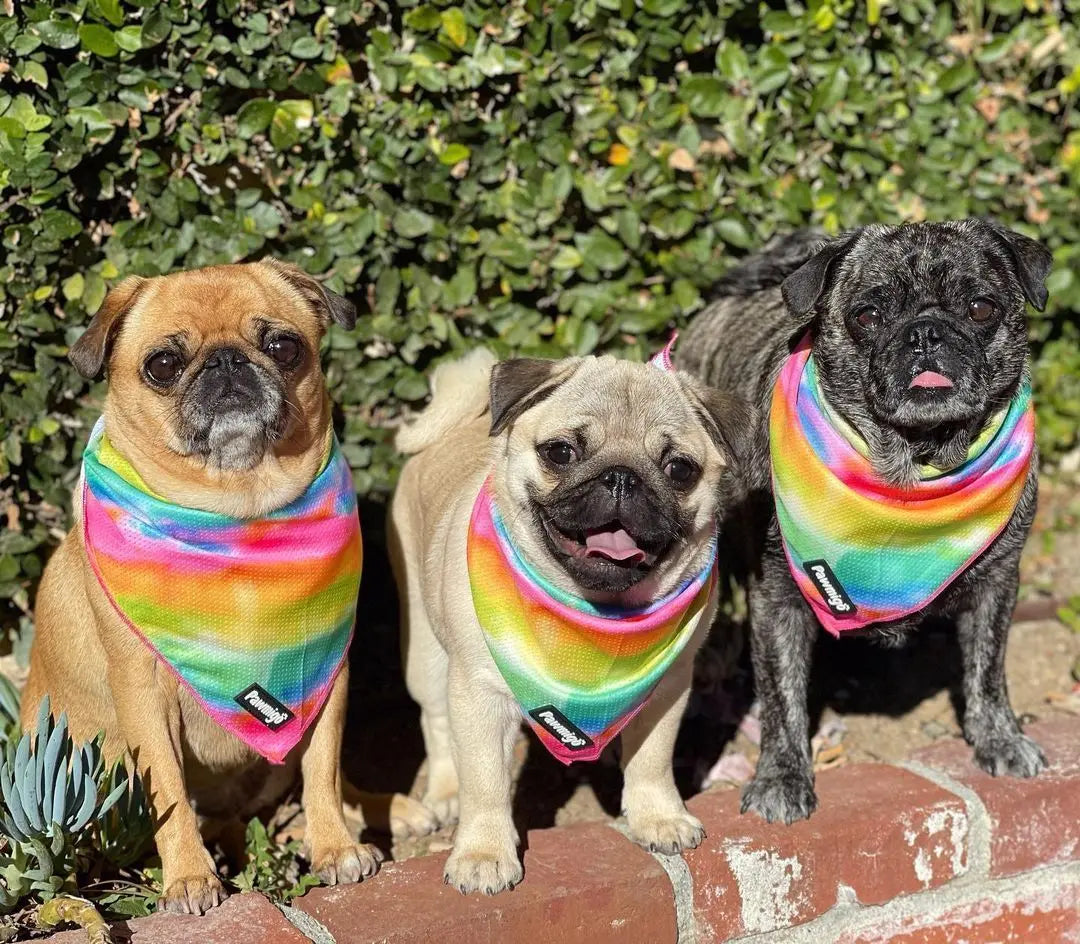 Tie-Dye For Cooling Bandana Pawmigo