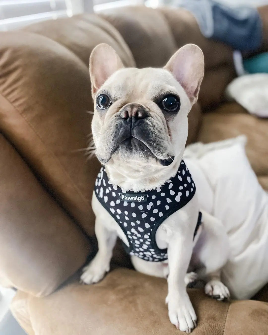 Polka Dog Reversible Harness Pawmigo
