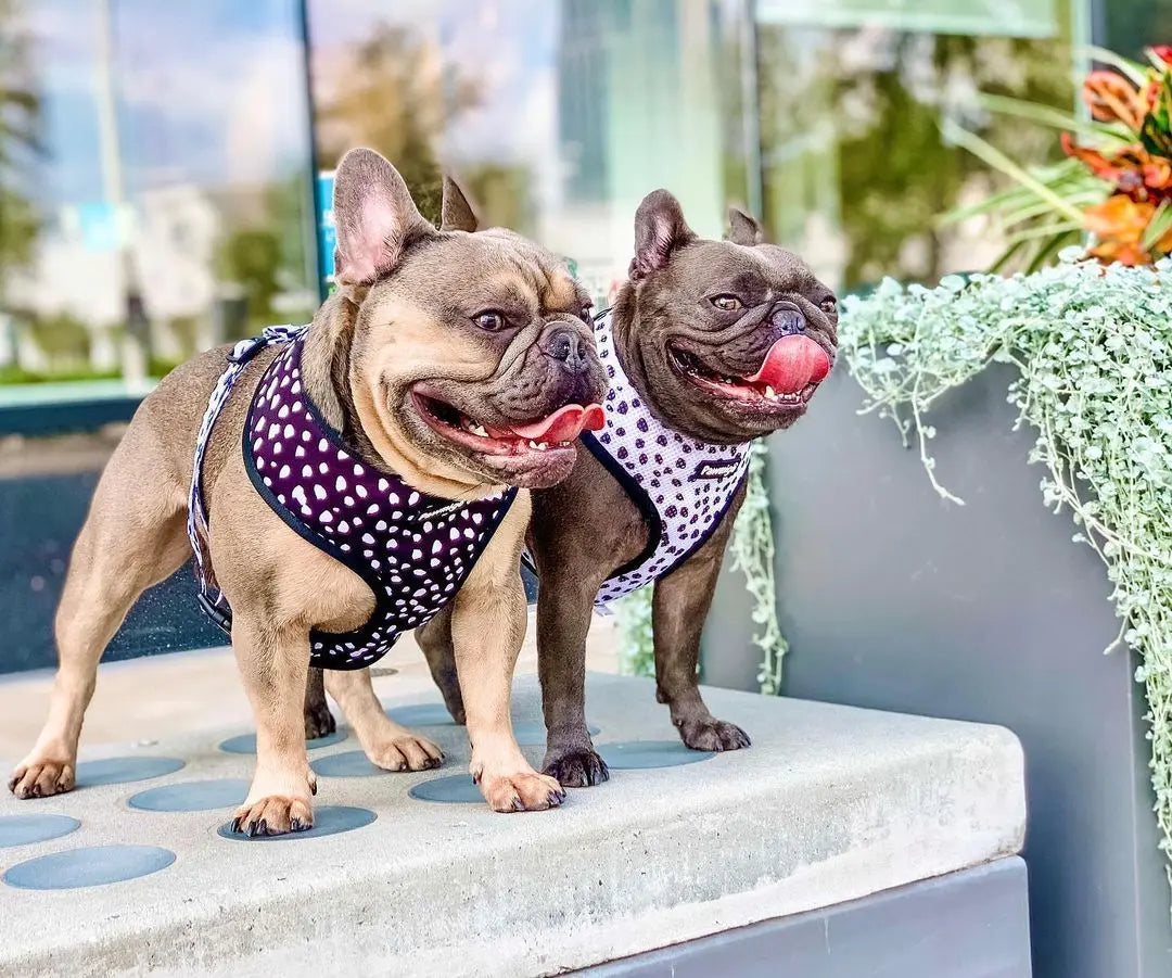 Polka Dog Reversible Harness Pawmigo