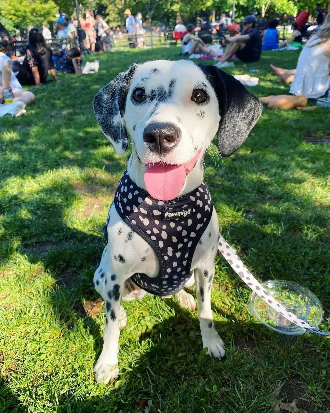 Polka Dog Reversible Harness Pawmigo