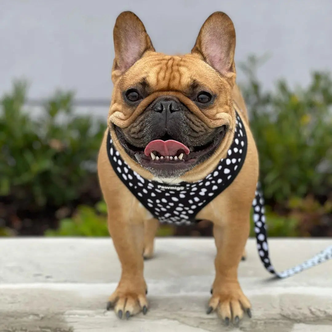 Polka Dog Reversible Harness Pawmigo