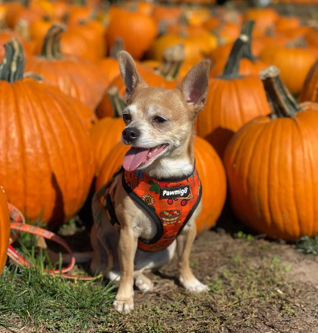 Pupkin Patch Reversible Harness Pawmigo