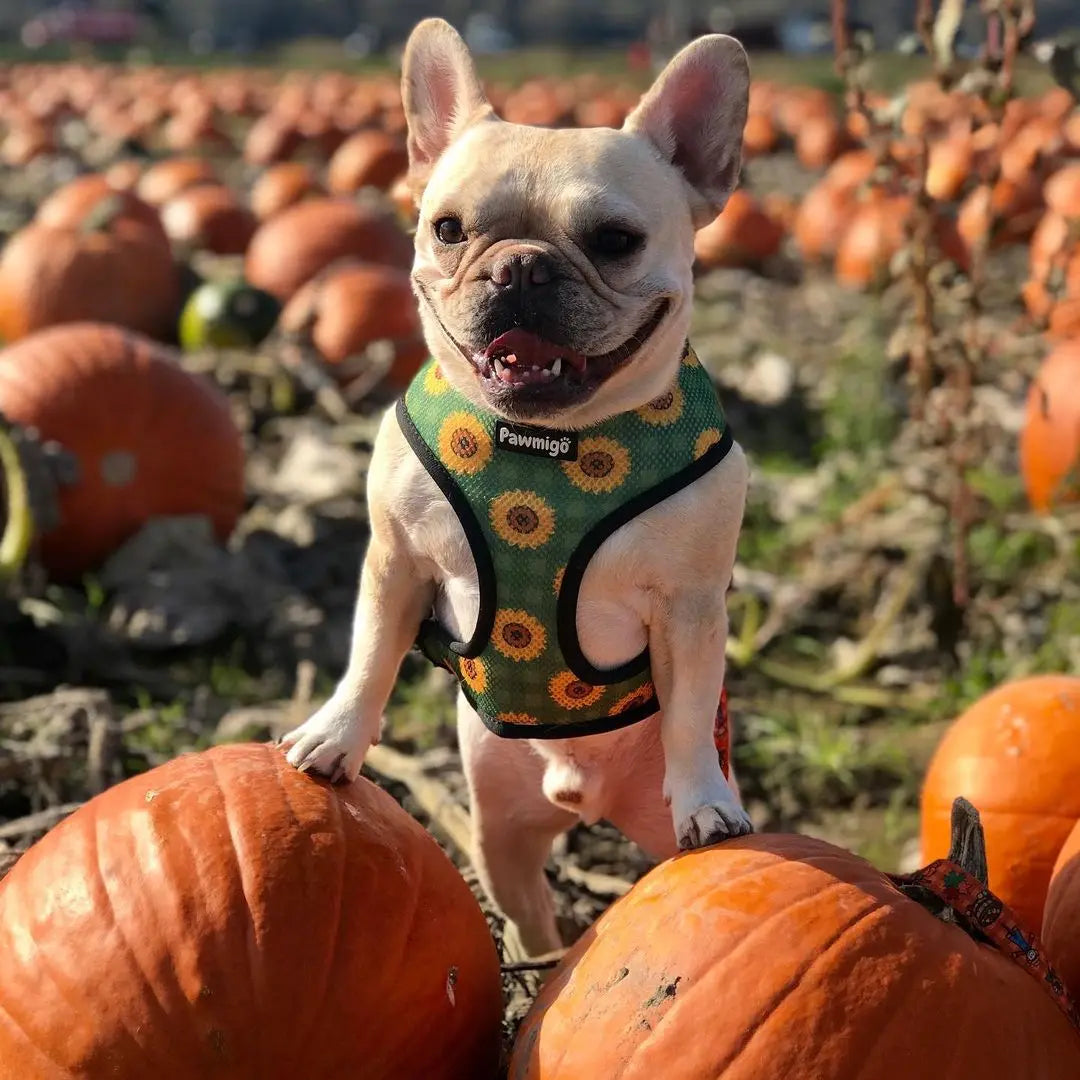 Pupkin Patch Reversible Harness Pawmigo